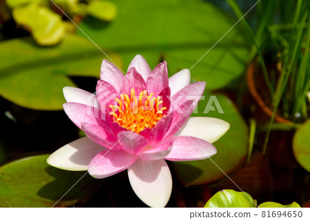 夏季陽台睡蓮花（粉紅色）在群落生境中綻放 81694650