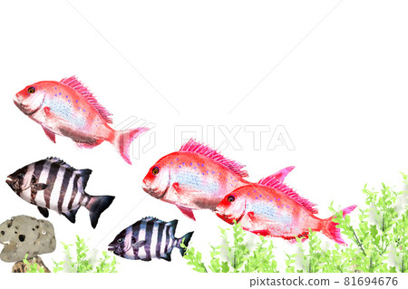 鯛魚上升 81694676