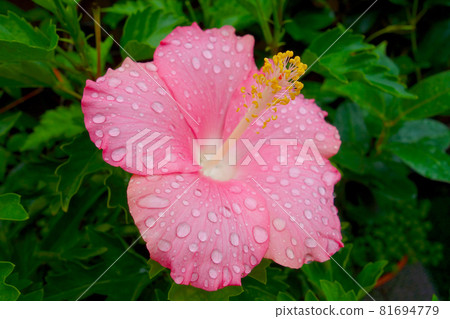 雨後陽台芙蓉花(粉紅色),水滴特寫 雨後陽台芙蓉花(粉紅色),水滴特寫 81694779