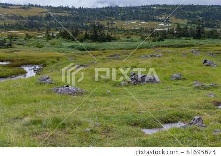 Marshland near the summit of Mt. Naeba Marshland near the summit of Mt. Naeba 81695623