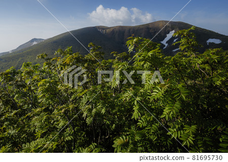 Fresh green leaves of rowan and the Sanyo mountain of Mt. Shirane 81695730