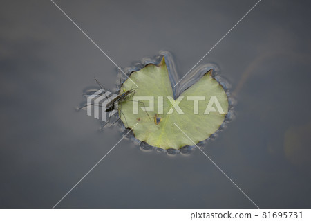 Water strider on a water lily leaf 81695731