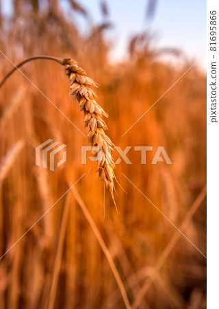 Close-up of golden wheat ear at the field 81695866