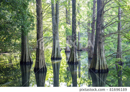 Fantastic Ochihamatsu no Mori (Sasaguri Kyudai no Mori, Sasaguri Town, Kasuya District, Fukuoka Prefecture) 81696189