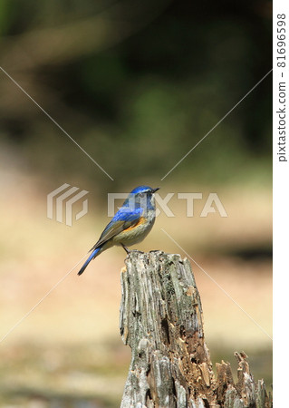 The Blue-and-White Flycatcher, Known as the Blue Bird of Happiness 81696598