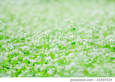 Buckwheat flowers 81697034