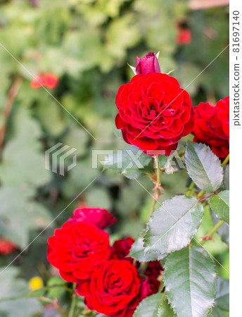 Beautiful bush of red roses Beautiful bush of red roses 81697140