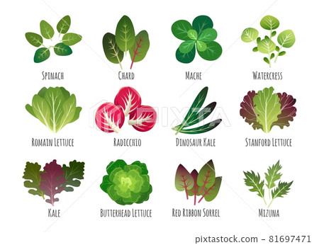 Salad leaves, vegetable plants 81697471
