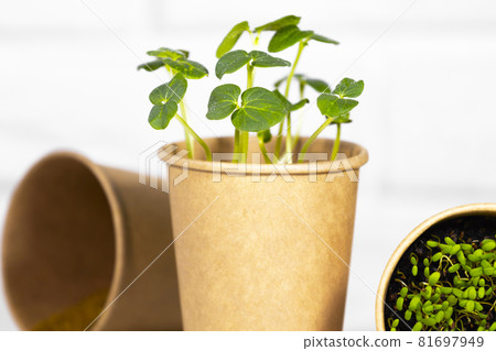Microgreens closeup. Young green sprouts for food in paper cup. Diet food. Herbal growing. Healthy eating concept in light background.Eco Friendly Theme 81697949
