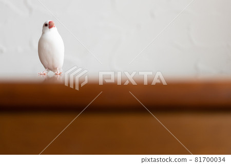 可愛的白鳥(白鳥) 可愛的白鳥(白鳥) 81700034
