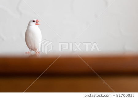 可愛的白鳥（白鳥） 81700035