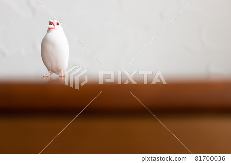 可愛的白鳥(白鳥) 可愛的白鳥(白鳥) 81700036