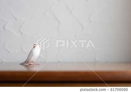 Little cute white bird (white sparrow) 81700080