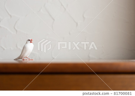Little cute white bird (white sparrow) Little cute white bird (white sparrow) 81700081