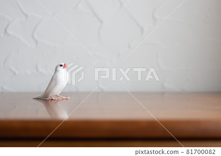 Little cute white bird (white sparrow) Little cute white bird (white sparrow) 81700082