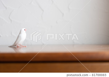 Little cute white bird (white sparrow) Little cute white bird (white sparrow) 81700083