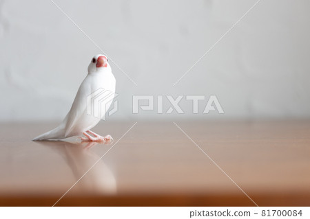 Little cute white bird (white sparrow) 81700084