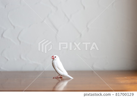 小可愛白鳥（白麻雀） 81700129