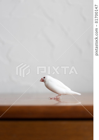 小可愛白鳥（白麻雀） 81700147