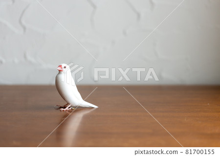 Little cute white bird (white sparrow) 81700155