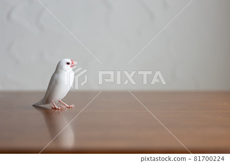 小可愛白鳥（白麻雀） 81700224