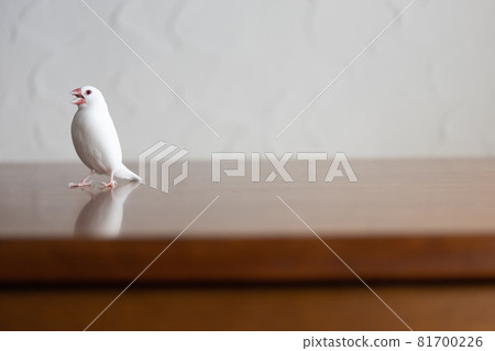 小可愛白鳥（白麻雀） 81700226