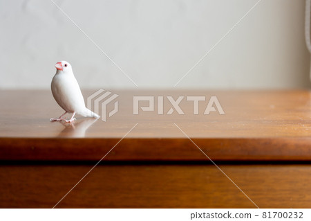小可愛白鳥(白麻雀) 小可愛白鳥(白麻雀) 81700232