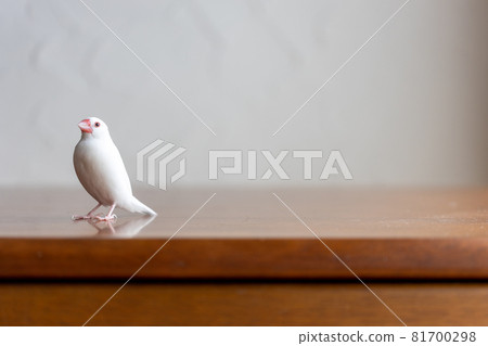 小可愛白鳥(白麻雀) 小可愛白鳥(白麻雀) 81700298