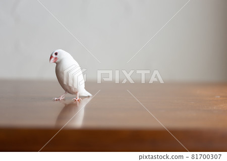 小可愛白鳥(白麻雀) 小可愛白鳥(白麻雀) 81700307