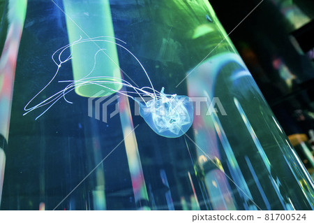 Upside down jellyfish Upside down jellyfish 81700524