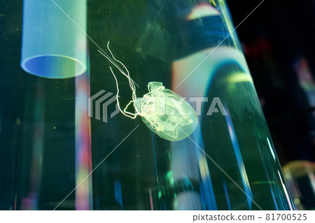 Light-up Jellyfish Light-up Jellyfish 81700525