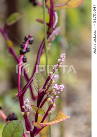 Malabar spinach flowers and fruits 81700647