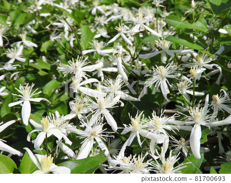 Senginsou (hermit grass) Senginsou (hermit grass) 81700693