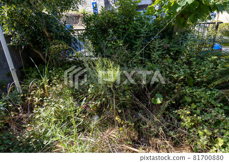 無人維護的雜草自助餐院子 無人維護的雜草自助餐院子 81700880