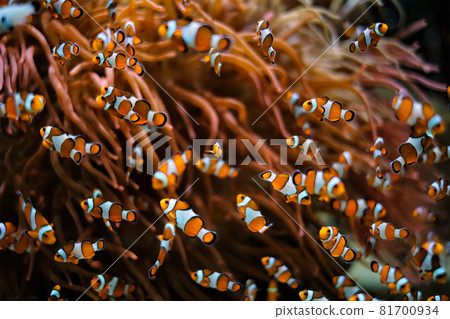 Clown Anemonefish Amphiprion ocellaris Clown Anemonefish Amphiprion ocellaris 81700934