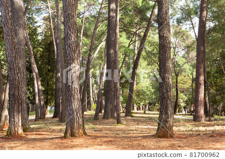 Pine forest on a sunny day. Beautiful landscape of pine forest in summer day. Nature Wallpaper. The tall trees of the pine trees growing in the old forest. High quality color photo 81700962