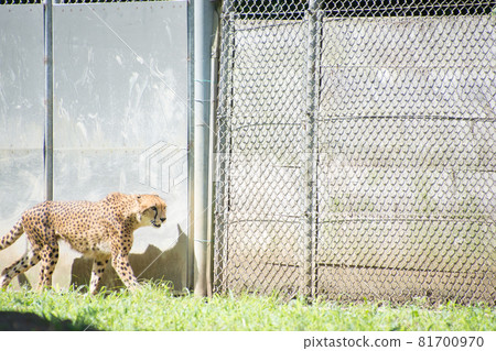 獵豹 獵豹 81700970