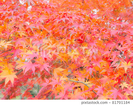 Autumn leaves 1 81701184