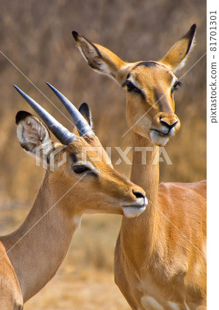 Impala, Khama Rhino Sanctuary, Botswana 81701301