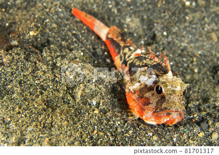 Richardson s Waspfish, Lembeh, North Sulawesi, Indonesia 81701317