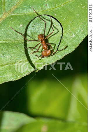 Butterfly, Marino Ballena National Park, Costa Rica 81701358