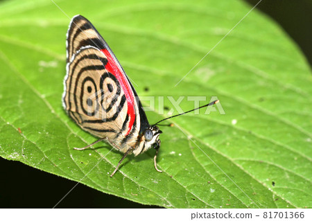 Tropical Butterfly, Napo River Basin, Amazonia, Ecuador Tropical Butterfly, Napo River Basin, Amazonia, Ecuador 81701366
