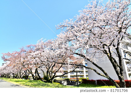 A row of cherry blossom trees near the Fussa housing complex (along the Tama River) (Fussa City, Tokyo) [2020.4] 81701706