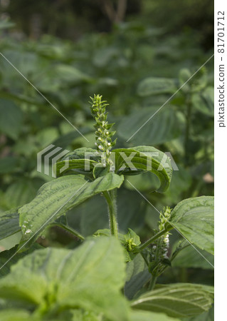Perilla Perilla 81701712