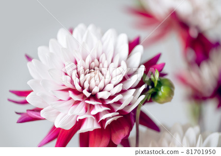 Bunch of red and white dahlias 81701950