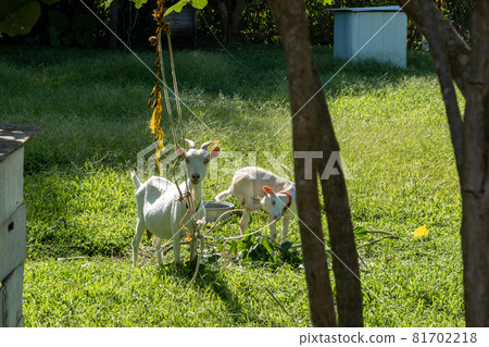 Goat in Iriomote Island 81702218