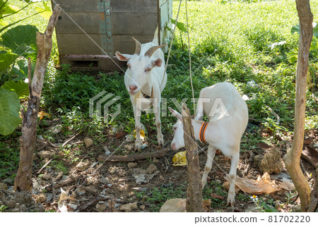 Goat in Iriomote Island 81702220