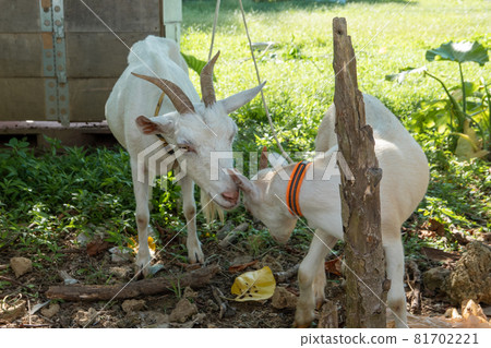 Goat in Iriomote Island Goat in Iriomote Island 81702221