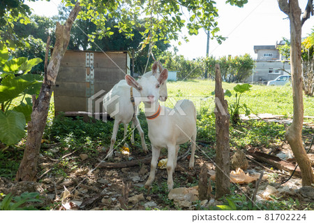 Goat in Iriomote Island 81702224