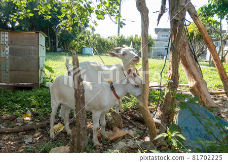 Goat in Iriomote Island 81702225